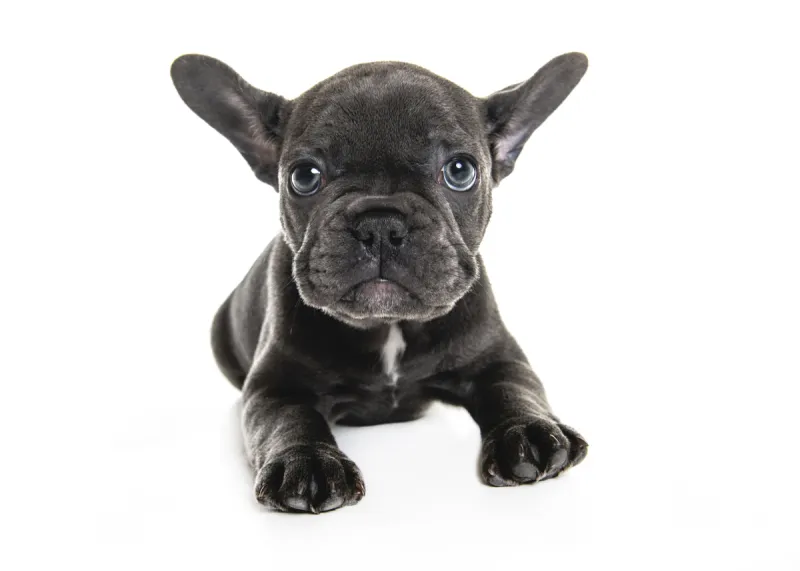 小狗 白色背景 法国斗牛犬 黑色 可爱的 纯种犬 背景分离 法国 肖像 一个人图片素材下载 稿定素材