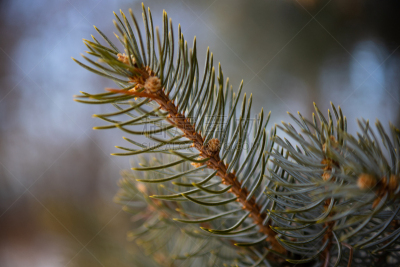 枝,自然,寒冷,环境,冬天,图像,雪,马尼托巴湖,加拿大,嫩枝