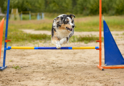 The Australian Shepherd is jumping through the single barrier.