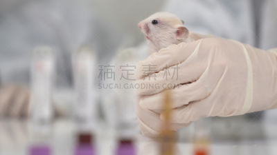 科学家,实验室,鼠,老鼠,试管,医学检测,动物背脊,注射器,研磨食品