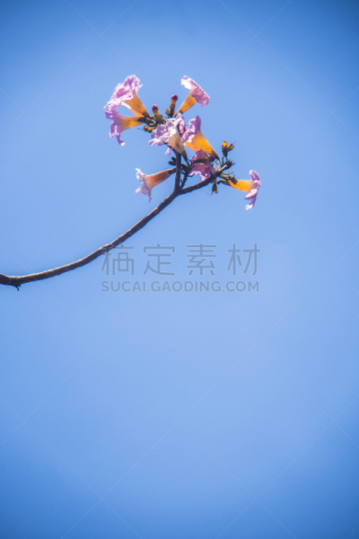 越南,背景,公寓,粉色,小号,蔷薇属,胡志明市,农业,旅途,清新