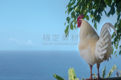 公鸡,瓜德罗普岛,白色,加勒比海,自由,热带气候,自然美,海岸线,休闲活动,夏天