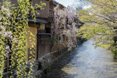 春天,祗园,京都府,日本,白川乡,传统,林荫路,著名景点,伞,河流