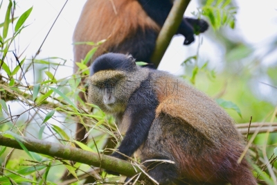 金丝猴,parc national des volcans,猴子,濒危物种,动物主题,戴安福西,杂技活动,野生动物,肖像,环境