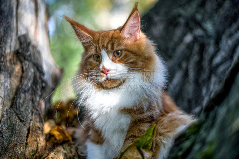 缅因库恩猫,森林,小猫,灰色,野生动物,雪,狗,哺乳纲,猫科动物,动物