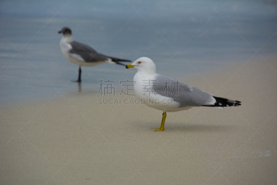 海鸥,海滩,自由,野生动物,翅膀,自然美,瓦拉德罗,动物,鸟类,海岸线