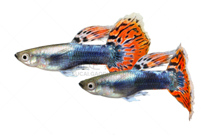 彩虹,鱼类,水族馆,多色的,鸡尾酒,孔雀鱼,淡水,清新,人工饲养动物,食品