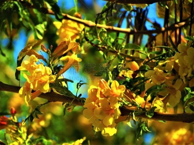 黄色,花朵,阿根廷,植物,热带树,户外,生态保护区,园艺,大自然保护协会,花科植物