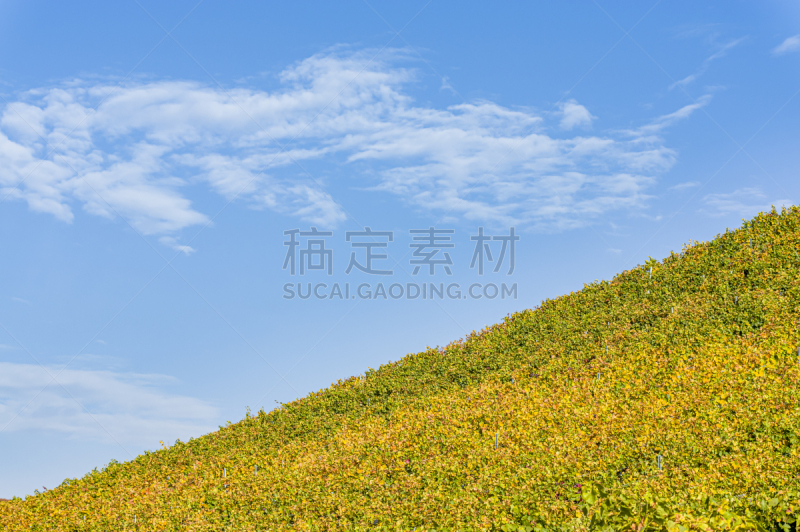 天空,弗兰克尼,白色,秋天,叶子,多色的,地形,太阳,葡萄园,复古
