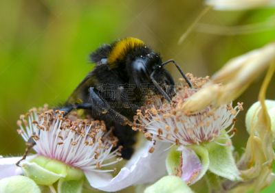 A bee collecting pollen from a small collection of flowers. Close-up shot revealing detail of the insect’s face and eye.