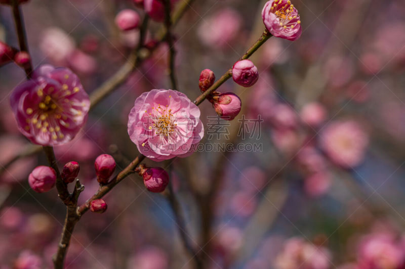 杏,日本,花朵,盐渍食品,春节,珊瑚色,梅子,春天,中国,李树