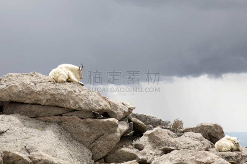 野生白山羊,科罗拉多州,动物主题,野生动物,埃文斯山荒野地,雪,哺乳纲,草,自然美,山羊