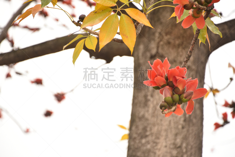 中国,木棉树,中山,广东省,黄昏,热,背景分离,热带气候,棉,公园