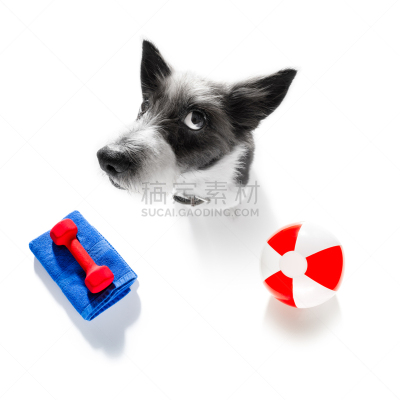 狗,指导教师,运动,比例,营养学家,puggle犬,小的,动物,贵宾犬,健康水疗