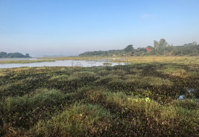 风景,沼泽,河岸,热带气候,云,泰国,水面,枝繁叶茂,草,池塘