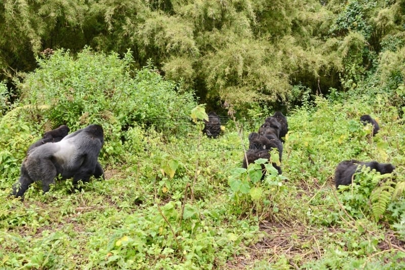 高山大猩猩,parc national des volcans,猴子,濒危物种,动物主题,戴安福西,杂技活动,野生动物,肖像,环境