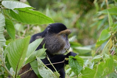 金丝猴,parc national des volcans,猴子,濒危物种,动物主题,戴安福西,杂技活动,野生动物,肖像,环境