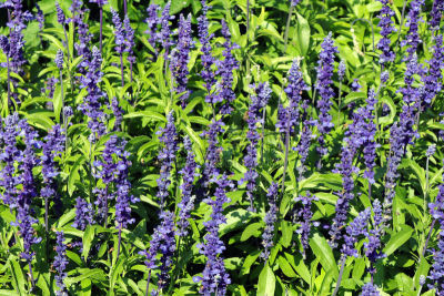 Salvia farinacea - Ähren-Salbei - Blumen im Garten