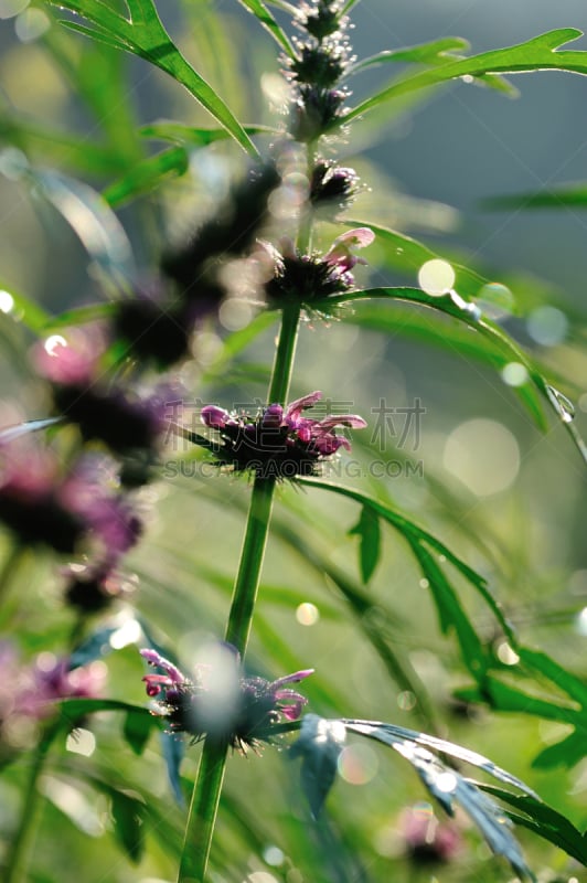 中国,植物,草本,古老的,个性,接力赛,益母草,内蒙古自治区,西伯利亚虎,花