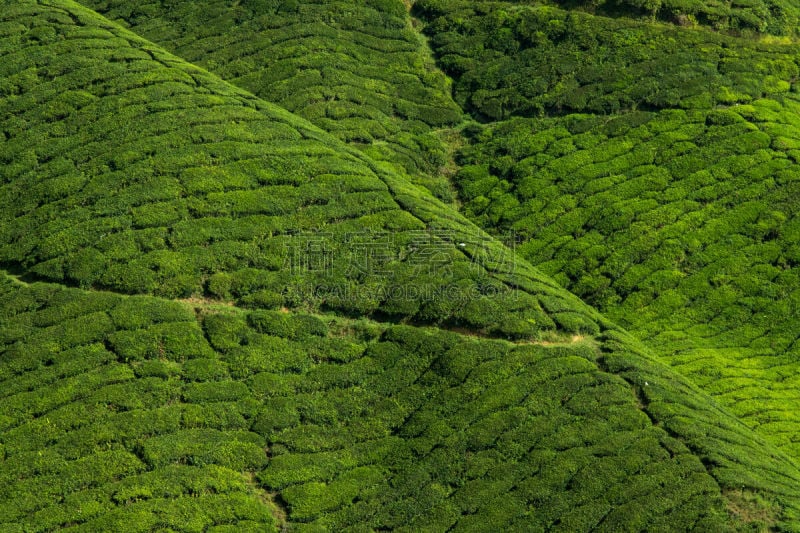 自然美,茶树,卡梅伦蒙大纳,苏格兰高地