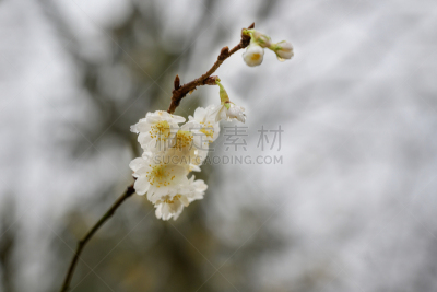 白色,白昼,冬天,花朵,十一月,雾,德国,留白,运动模糊,樱桃
