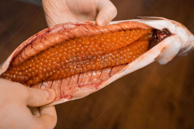 三文鱼,食品,粉鲑,红鱼子酱,部分,清新,自然界的状态,烹调,烹调