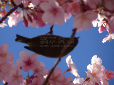 夜莺,日本,樱花,可爱的,清新,边框,野生动物,北美歌雀,动物,鸟类