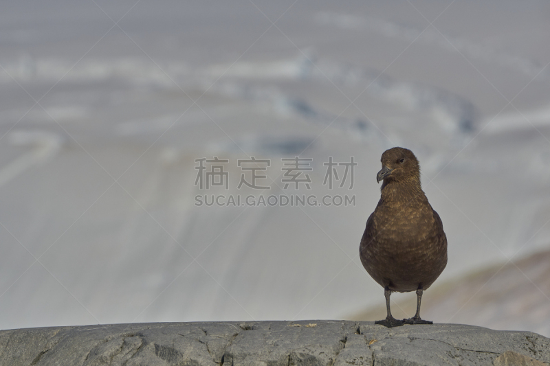 棕色贼鸥,非凡的,风景,南极洲,野外动物,半岛,mithridates vi,南冰洋,气候,肖像