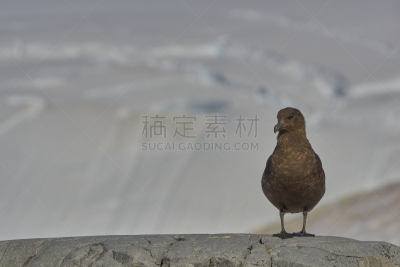 棕色贼鸥,非凡的,风景,南极洲,野外动物,半岛,mithridates vi,南冰洋,气候,肖像