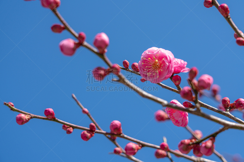 梅花,粉色,盐渍食品,清新,一个人,仅一朵花,自然美,梅子,春天,中国