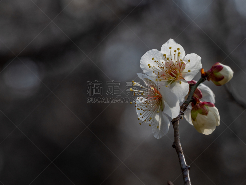 杏,日本,花朵,盐渍食品,春节,仅一朵花,梅子,春天,中国,李树