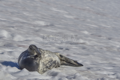 非凡的,风景,南极洲,野外动物,威德尔海海豹,南冰洋,mithridates vi,半岛,气候,肖像