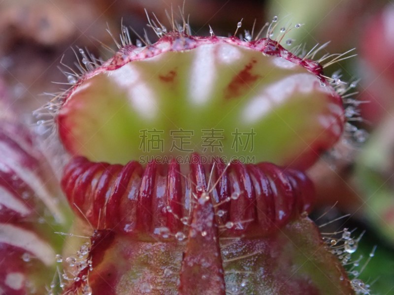 奥尔巴尼食虫植物