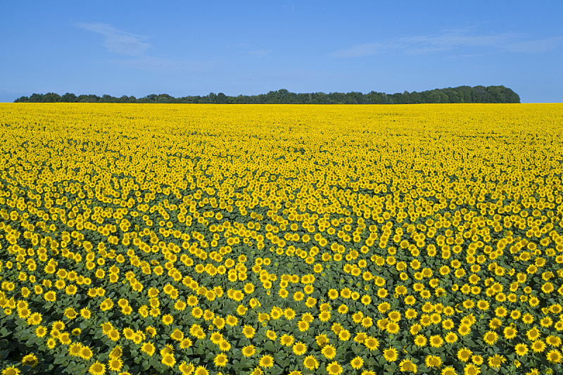 黄色,夏天,田地,自然美,风景,仅一朵花,有机食品,白昼,在上面,乌克兰