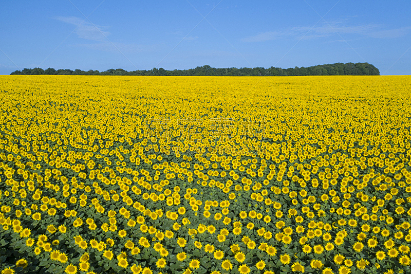 黄色,夏天,田地,自然美,风景,仅一朵花,有机食品,白昼,在上面,乌克兰