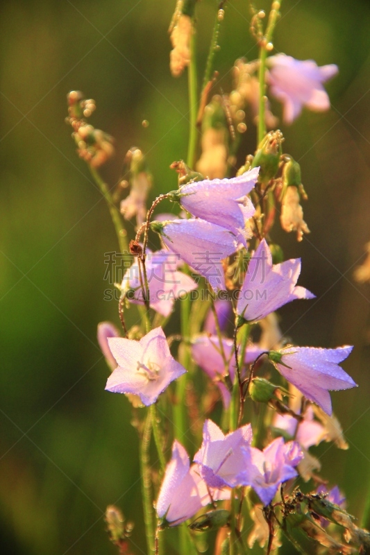 野风信子,野花,雨,水,水滴,风铃草属,修改系列,湿,清新,花