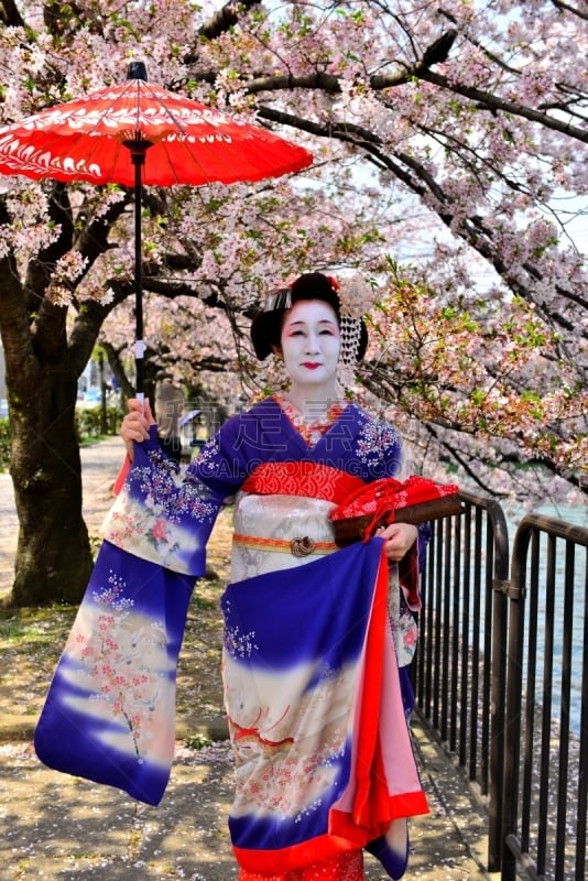 Japanese Woman in Maiko’s Costume and Hairstyle Enjoying Cherry Blossom in Kyoto