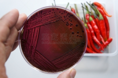 食品,机敏,沙门氏菌,安全的,概念,不卫生的,红辣椒,蔬菜,科技,科学实验