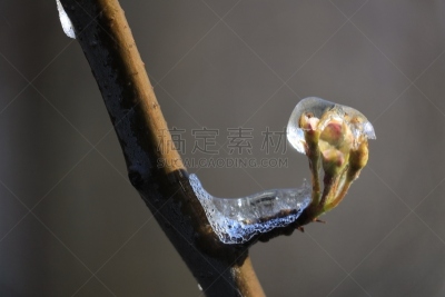 冰,花朵,冻结的,多层效果,平衡折角灯,水果,北布拉班特,寒冷,清新,环境