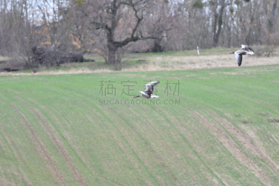 豆雁,田地,绿色,在上面,羊群,天空,水平画幅,云,鸟类,户外