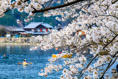 季节,日本,樱之花,九份,茶馆,里山,水平画幅,山,夜晚,雪