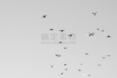 鸟类,黑白图片,鸽子,天空,自然,旅途,白昼,云景,自由,风