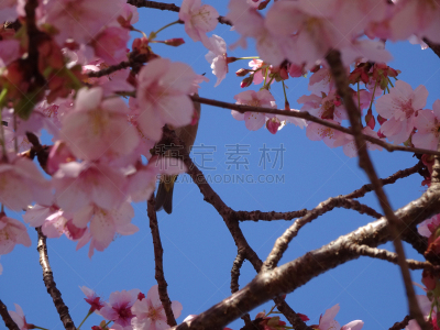 夜莺,日本,樱花,可爱的,清新,边框,野生动物,北美歌雀,动物,鸟类