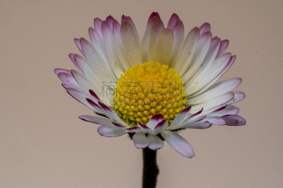 雏菊,仅一朵花,清新,环境保护,洋甘菊茶,自然美,春天,插花,花