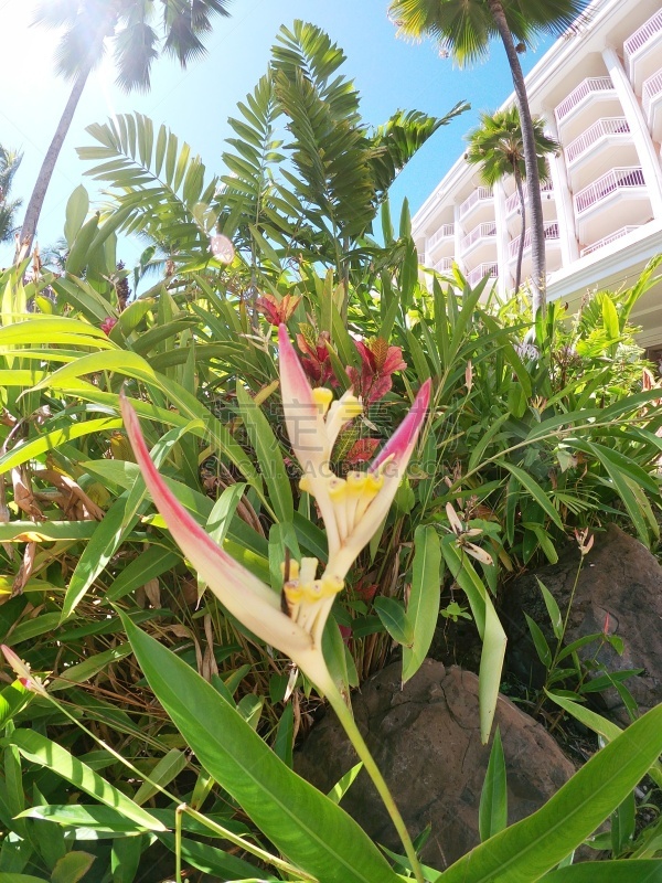 beautiful parrot’s beak flower / heliconia psittacorum