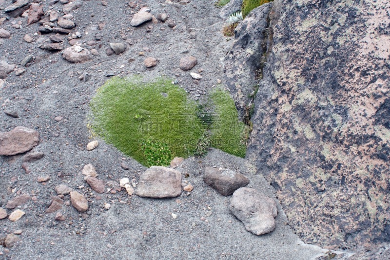 卡杨贝,火山,植物群,偏远的,拉丁美洲,图像,雪,苔藓,厄瓜多尔,贫瘠的