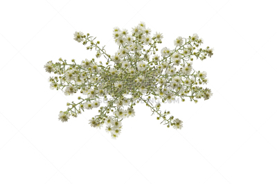 白色,枝,花束,野花,华丽的,清新,背景分离,多样,杂色的,枝繁叶茂