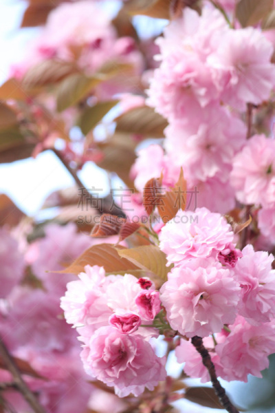 樱花,对称,春天,3到4个月,重瓣花,植物,户外,园艺,日本,花
