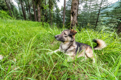 狗,户外,森林,可爱的,旅途,西姆拉,野生动物,动物,犬科的,印度