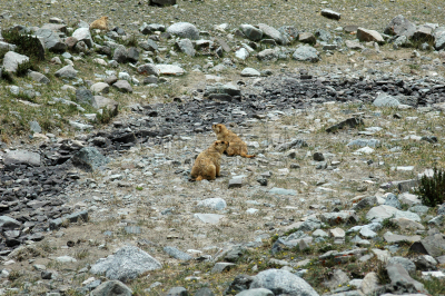 灵性,山,冈仁波齐峰,苏塞,中国,天空,美,水平画幅,云,雪